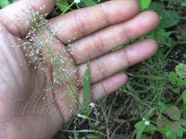 Japanese Lovegrass